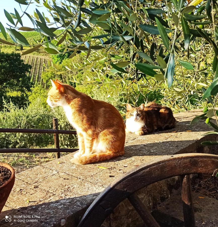 Rocca Degli Olivi Bed & Breakfast San Gimignano Bagian luar foto