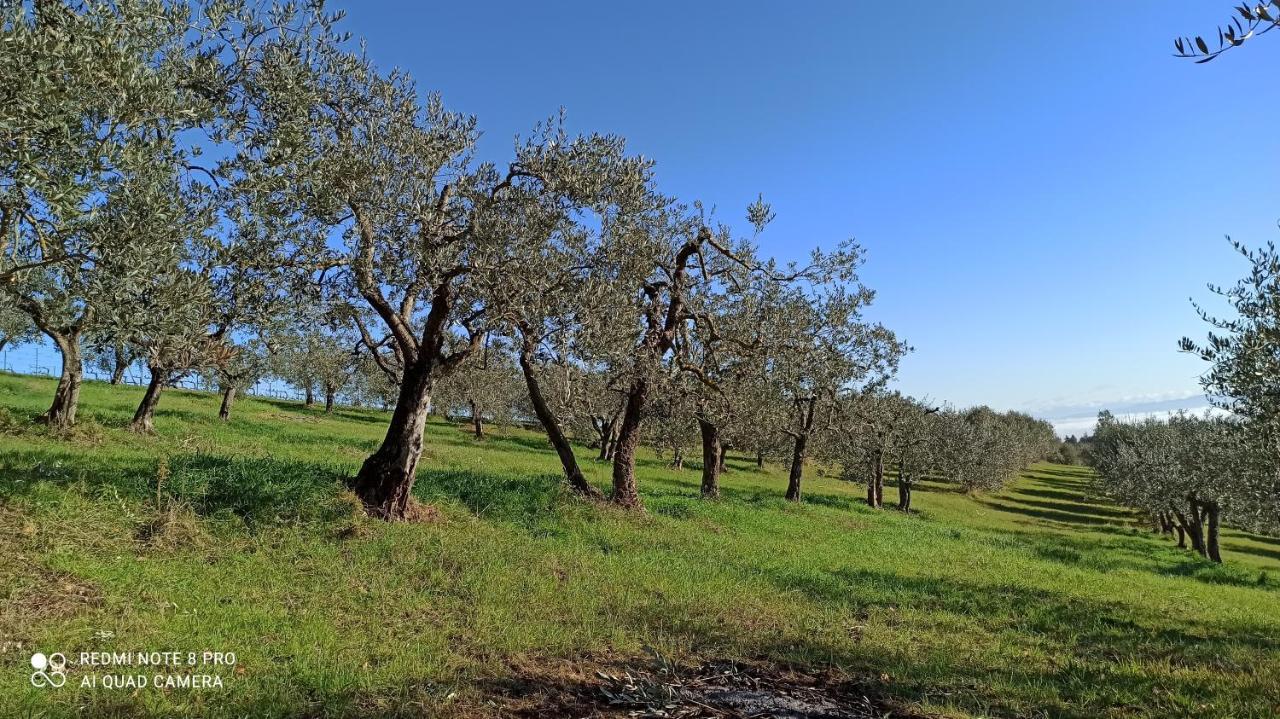 Rocca Degli Olivi Bed & Breakfast San Gimignano Bagian luar foto